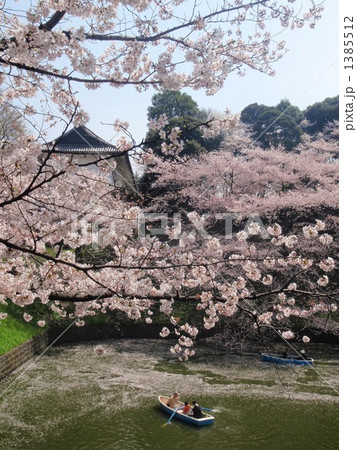 桜の千鳥ケ淵 1385512