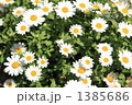 白いノースポール 1385686