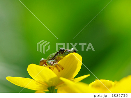 蛙の座布団 1385736