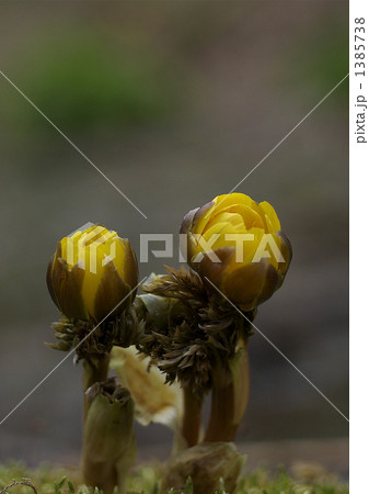 春がここにも 1385738