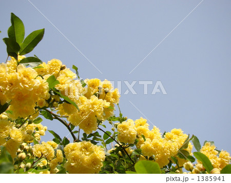 モッコウバラ 1385941