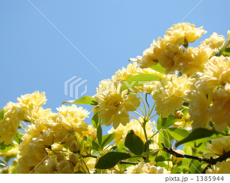 モッコウバラ 1385944