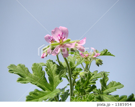 ローズゼラニウム 1385954
