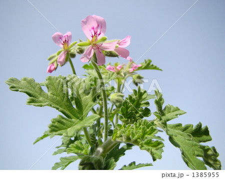 ローズゼラニウム 1385955