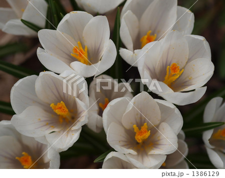 クロッカス クロッカス 1386129