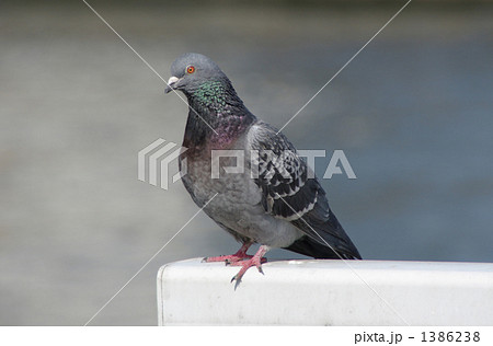 はと01 ひと休み 1386238