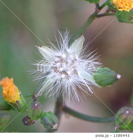 オニタビラコの種 1386443