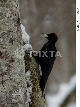 雪を沢山食べているクマゲラくん 雪を沢山食べているクマゲラくん 1386460