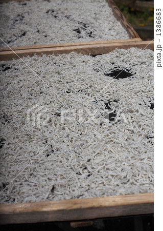 しらす干し 1386683