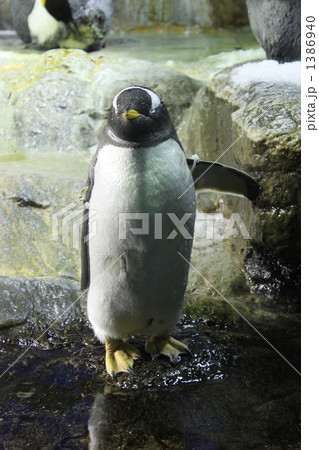 ジェンツーペンギン 1386940