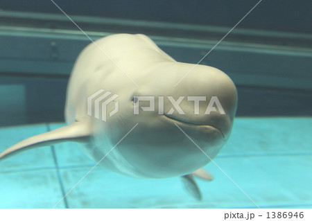 スナメリ 1386946