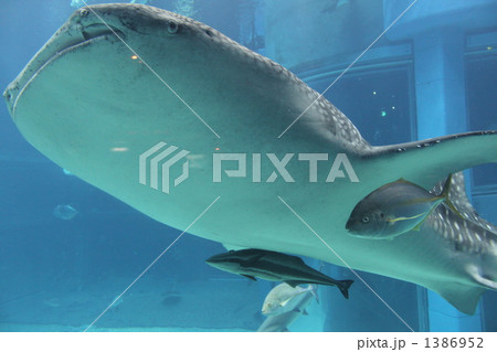 ジンベエザメ 1386952