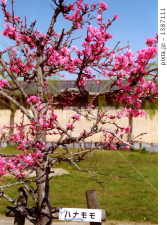 ハナモモ・・・その四 ハナモモ・・・その四 1387111