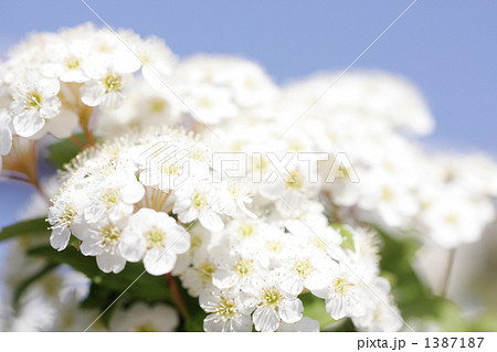 こでまり-01 1387187