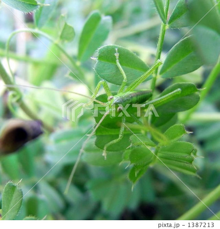 バッタの子供 バッタの子供 1387213