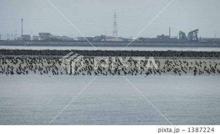 海鵜の大群 海鵜の大群 1387224
