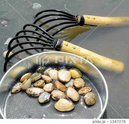 潮干狩り 1387276