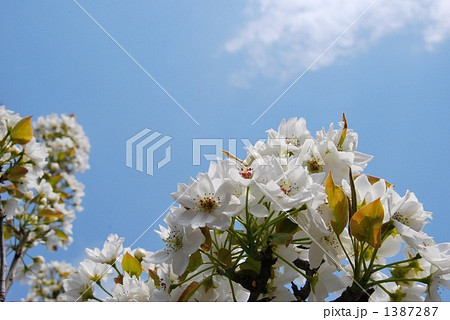 梨の花 1387287