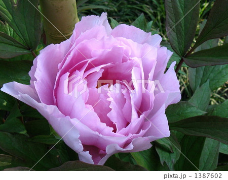 牡丹の花 牡丹の花 1387602