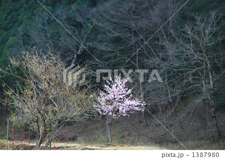 野に咲く桜 1387980