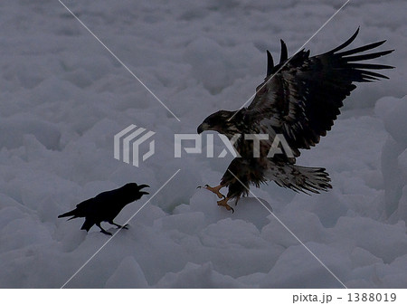 オジロワシとカラスの睨み合い オジロワシとカラスの睨み合い 1388019