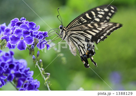 デュランタと吸蜜中のアゲハ 1388129