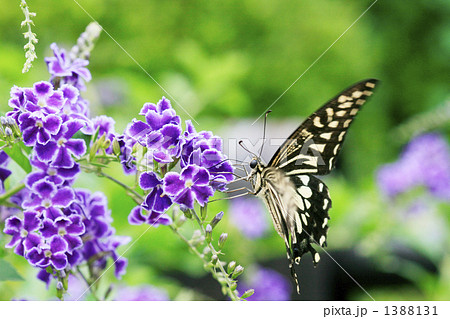 デュランタと吸蜜中のアゲハ 1388131
