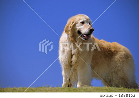 ゴールデンレトリバー 青空 ゴールデンレトリバー 青空 1388152