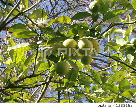 レモンの木 1388165