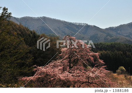 赤和観音の枝垂桜 1388186