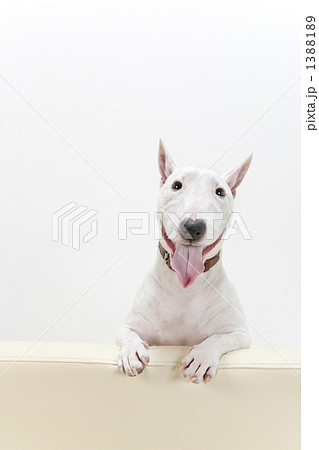 ブルテリア犬 1388189