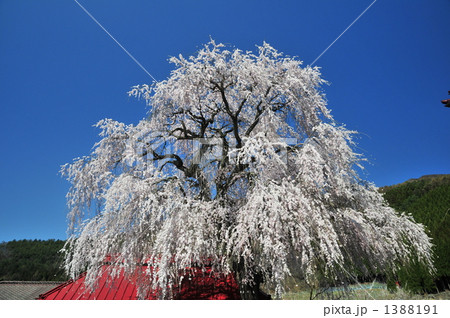 中塩の枝垂桜 1388191