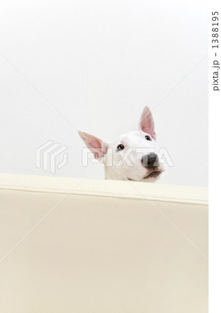 ブルテリア犬 1388195