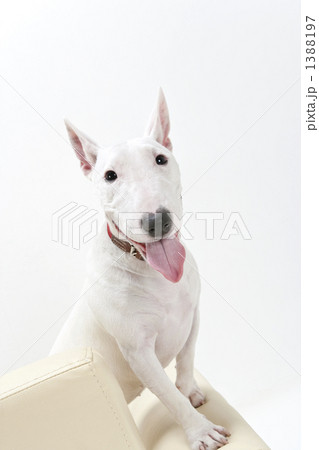 ブルテリア犬 1388197