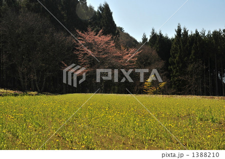 野沢菜畑 野沢菜畑 1388210