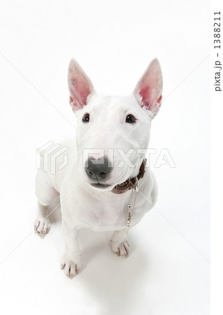 ブルテリア犬 1388211