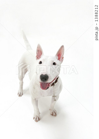 ブルテリア犬 1388212