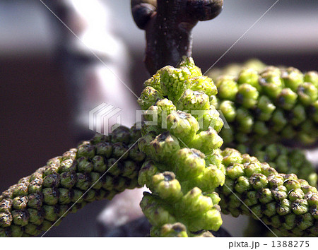 クルミの木、雄花 1388275