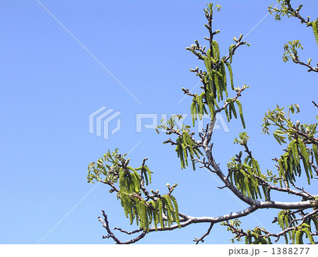 クルミの木、総が下がっている。 1388277