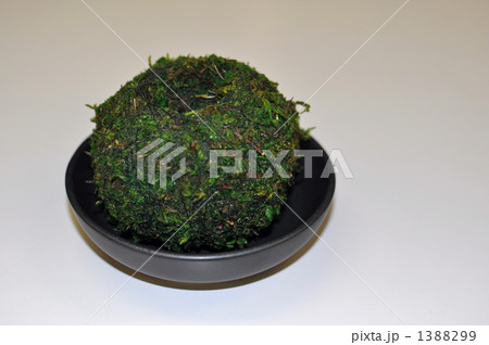 苔玉 1388299