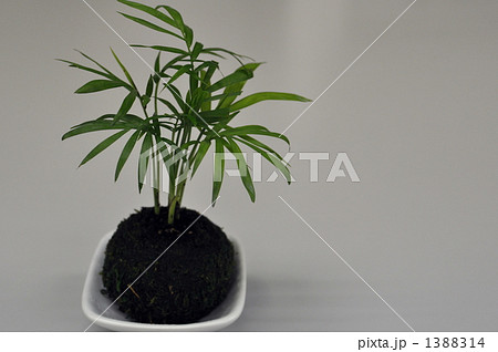 テーブルヤシと苔玉アップ テーブルヤシと苔玉アップ 1388314