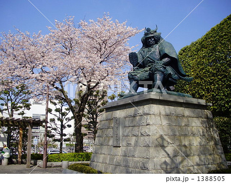 武田信玄像と桜の写真素材