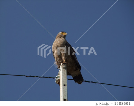 カンムリワシ カンムリワシ 1388601