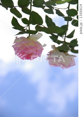 寄り添うピンクの薔薇と爽やかな青空 1388814