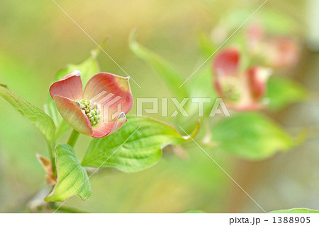 花水木 花水木 1388905