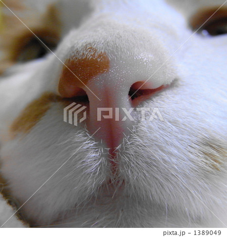 猫の鼻 1389049