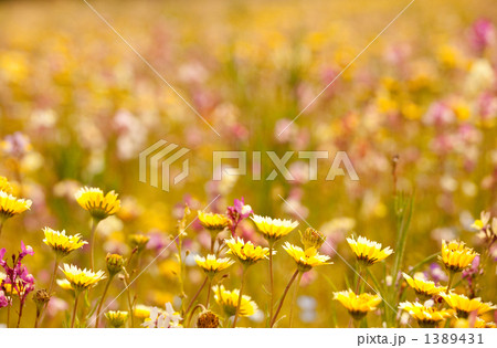 カラフルな花畑-手前つましろひなぎく2(ノスタルジック風) カラフルな花畑-手前つましろひなぎく2(ノスタルジック風) 1389431