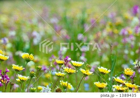 カラフルな花畑（手前つましろひなぎく） 1389435