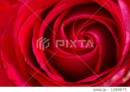 深紅のバラ 1389675