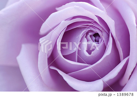 紫のバラ 紫のバラ 1389678